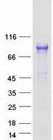 VCAM1 / CD106 Protein - Purified recombinant protein VCAM1 was analyzed by SDS-PAGE gel and Coomassie Blue Staining