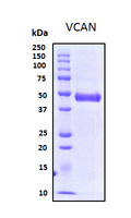 VCAN / Versican Protein - SDS-PAGE under reducing conditions and visualized by Coomassie blue staining