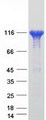 VCL / Vinculin Protein - Purified recombinant protein VCL was analyzed by SDS-PAGE gel and Coomassie Blue Staining