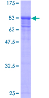VCP Protein - 12.5% SDS-PAGE of human VCP stained with Coomassie Blue