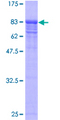 VCP Protein - 12.5% SDS-PAGE of human VCP stained with Coomassie Blue