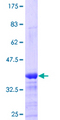 VCP Protein - 12.5% SDS-PAGE Stained with Coomassie Blue.