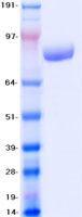 VCP Protein - Purified recombinant protein VCP was analyzed by SDS-PAGE gel and Coomassie Blue Staining