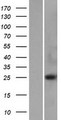 VCPKMT / C14orf138 Protein - Western validation with an anti-DDK antibody * L: Control HEK293 lysate R: Over-expression lysate
