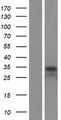 VDAC2 Protein - Western validation with an anti-DDK antibody * L: Control HEK293 lysate R: Over-expression lysate