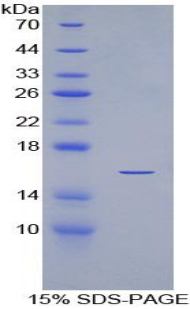 VEGF 121 Protein - Recombinant Vascular Endothelial Growth Factor 121 By SDS-PAGE