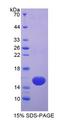 VEGF 121 Protein - Recombinant Vascular Endothelial Growth Factor 121 (VEGF121) by SDS-PAGE