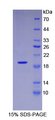 VEGF 165 Protein - Recombinant Vascular Endothelial Growth Factor 165 (VEGF165) by SDS-PAGE