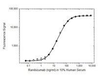 VEGFA / VEGF Protein - Human Anti-Ranibizumab Antibody antigen capture ELISA for pharmacokinetic assay developmentA microtiter plate was coated overnight with recombinant human VEGF-A at a concentration of 5 µg/ml. After washing and blocking with PBST+5% BSA, 10% human serum was added spiked with increasing concentrations of ranibizumab. Detection was performed using Human Anti-Ranibizumab Antibody, clone AbD29928 at a concentration of 2 µg/ml and a rat anti-DYKDDDDK-tag antibody in HISPEC Assay Diluent followed by QuantaBlu Fluorogenic Peroxidase Substrate. Data are shown as the mean of three measurements.