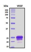 VEGFA / VEGF Protein