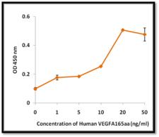 VEGFA / VEGF Protein - The ED50 as determined by the dose-dependent proliferation of human umbilical vein endothelial cells was found to be <0.1ng/ml.