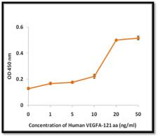 VEGFA / VEGF Protein - The ED50 as determined by the dose-dependent proliferation of human umbilical vein endothelial cells (HUVEC) was found to be 10 ng/mL