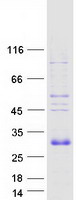 VEGFB Protein - Purified recombinant protein VEGFB was analyzed by SDS-PAGE gel and Coomassie Blue Staining