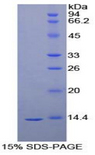 VEGFD Protein - Recombinant Vascular Endothelial Growth Factor D By SDS-PAGE