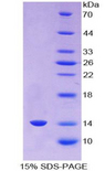 VG5Q / AGGF1 Protein - Recombinant Angiogenic Factor With G Patch And FHA Domains 1 By SDS-PAGE