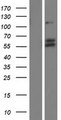 VGF Protein - Western validation with an anti-DDK antibody * L: Control HEK293 lysate R: Over-expression lysate