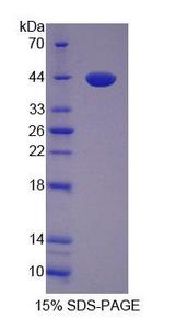 VGF Protein - Recombinant VGF Nerve Growth Factor Inducible By SDS-PAGE
