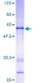 VGLL1 Protein - 12.5% SDS-PAGE of human VGLL1 stained with Coomassie Blue