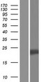 VGLL4 Protein - Western validation with an anti-DDK antibody * L: Control HEK293 lysate R: Over-expression lysate