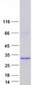 VGLL4 Protein - Purified recombinant protein VGLL4 was analyzed by SDS-PAGE gel and Coomassie Blue Staining