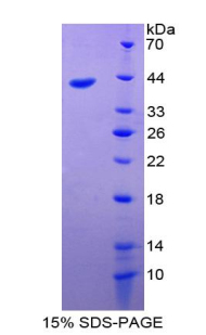 VIL1 / Villin Protein - Recombinant Villin 1 By SDS-PAGE