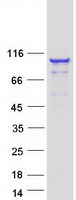 Villin-Like / VILL Protein - Purified recombinant protein VILL was analyzed by SDS-PAGE gel and Coomassie Blue Staining