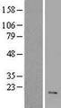 VIP Protein - Western validation with an anti-DDK antibody * L: Control HEK293 lysate R: Over-expression lysate