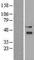 VIPERIN / RSAD2 Protein - Western validation with an anti-DDK antibody * L: Control HEK293 lysate R: Over-expression lysate