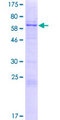 VIPERIN / RSAD2 Protein - 12.5% SDS-PAGE of human RSAD2 stained with Coomassie Blue