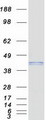 VIPERIN / RSAD2 Protein - Purified recombinant protein RSAD2 was analyzed by SDS-PAGE gel and Coomassie Blue Staining