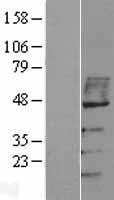 VISA / MAVS Protein - Western validation with an anti-DDK antibody * L: Control HEK293 lysate R: Over-expression lysate