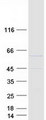 VISA / MAVS Protein - Purified recombinant protein MAVS was analyzed by SDS-PAGE gel and Coomassie Blue Staining