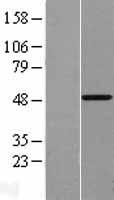 Vitamin D Receptor / VDR Protein - Western validation with an anti-DDK antibody * L: Control HEK293 lysate R: Over-expression lysate