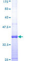 Vitamin D Receptor / VDR Protein - 12.5% SDS-PAGE Stained with Coomassie Blue.