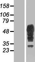 VMD2L3 / BEST3 Protein - Western validation with an anti-DDK antibody * L: Control HEK293 lysate R: Over-expression lysate