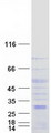 VMD2L3 / BEST3 Protein - Purified recombinant protein BEST3 was analyzed by SDS-PAGE gel and Coomassie Blue Staining
