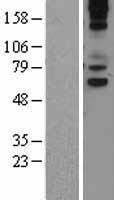 VNN1 Protein - Western validation with an anti-DDK antibody * L: Control HEK293 lysate R: Over-expression lysate