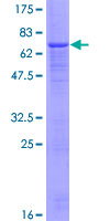 VNN2 Protein - 12.5% SDS-PAGE of human VNN2 stained with Coomassie Blue