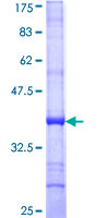 VNN2 Protein - 12.5% SDS-PAGE Stained with Coomassie Blue.