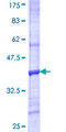 VNN3 Protein - 12.5% SDS-PAGE Stained with Coomassie Blue.