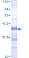 VPAC2 / VIPR2 Protein - 12.5% SDS-PAGE Stained with Coomassie Blue.