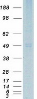 VPAC2 / VIPR2 Protein - Purified recombinant protein VIPR2 was analyzed by SDS-PAGE gel and Coomassie Blue Staining