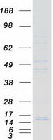 VPREB3 Protein - Purified recombinant protein VPREB3 was analyzed by SDS-PAGE gel and Coomassie Blue Staining