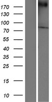VPS13A / Chorein Protein - Western validation with an anti-DDK antibody * L: Control HEK293 lysate R: Over-expression lysate