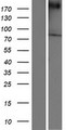 VPS13A / Chorein Protein - Western validation with an anti-DDK antibody * L: Control HEK293 lysate R: Over-expression lysate