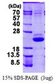 VPS25 Protein