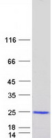 VPS25 Protein - Purified recombinant protein VPS25 was analyzed by SDS-PAGE gel and Coomassie Blue Staining