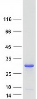 VPS28 Protein - Purified recombinant protein VPS28 was analyzed by SDS-PAGE gel and Coomassie Blue Staining