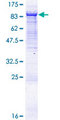 VPS33B Protein - 12.5% SDS-PAGE of human VPS33B stained with Coomassie Blue