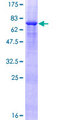 VPS36 Protein - 12.5% SDS-PAGE of human VPS36 stained with Coomassie Blue